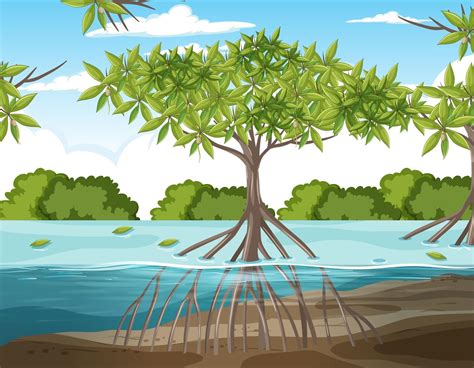 Nature Scene With Mangrove Forest And Roots Of Mangrove Tree In The