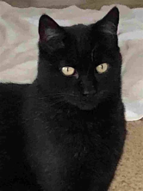 Sweet Black Cat For Adoption Morgan Hill Ca Meet Nico