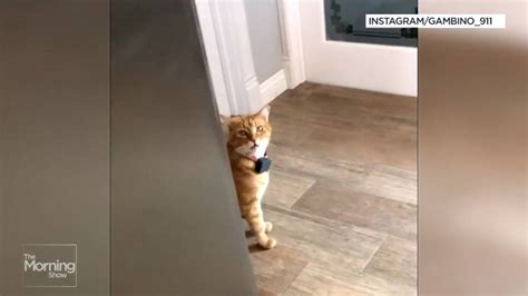 Tabby Cat Captures Hearts With ‘thick Southern Accent Meow National