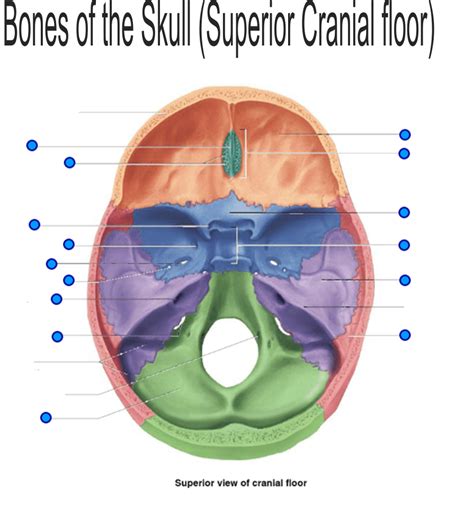 Skull Superior Cranial Floor Diagram Quizlet