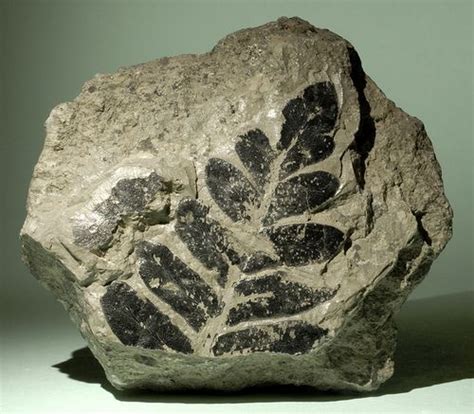 Sedimentary Rock With Fossils