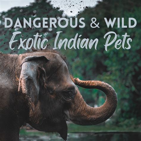 Most Dangerous Wild And Exotic Indian Pets Pethelpful