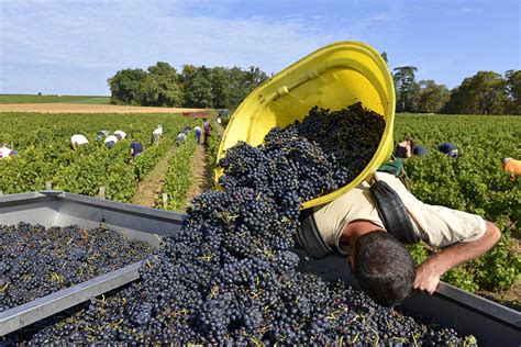 En 2015, je serai dans vos verres le 19 novembre ! Vendanges Beaujolais Nouveaux | Les Beaujolais Nouveaux