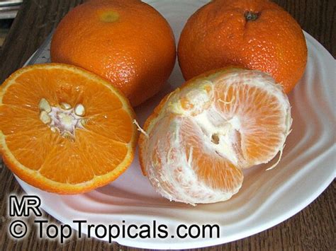 Citrus Reticulata Mandarin Orange