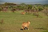 Images of Serengeti National Park Safari