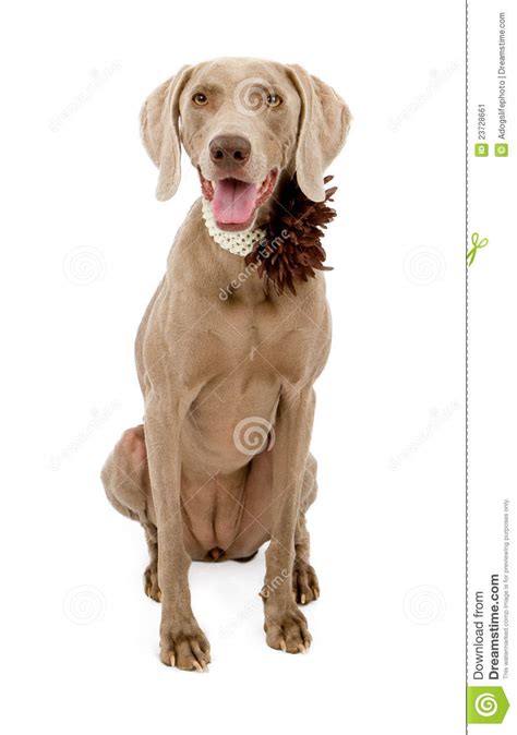 Weimaraner Dog Wearing Flower Collar Stock Image Image Of Breed