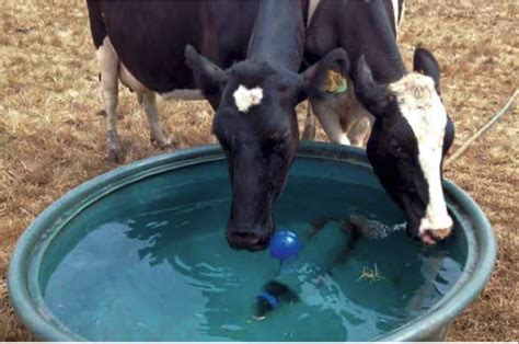 Manejos Y Cuidados De La Vaca Lechera Durante La Transici N Ganaderia