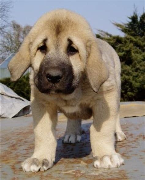Spanish Mastiff Puppy, Mastin Español | Mastin español, Perros, Animales