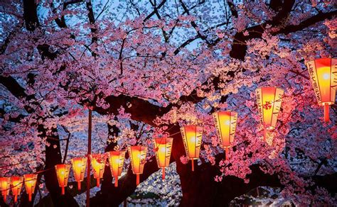 Magical Pics Of Japans Cherry Blossom Cisttoppe