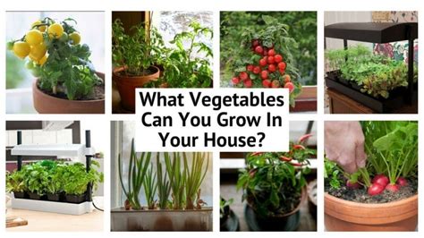 Grow Vegetables Indoors Easy Guide Smart Garden Guide