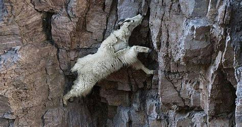 Jaw Dropping Photos Show How Far Mountain Goats Will Go To Lick Salt