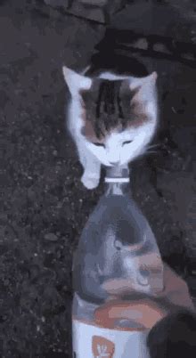 Squeeze Bottle Austin Powers GIF - SqueezeBottle AustinPowers