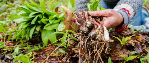 University Farm to offer course in September on foraging