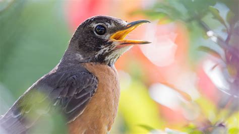 American Robin Top 10 Most Interesting Facts