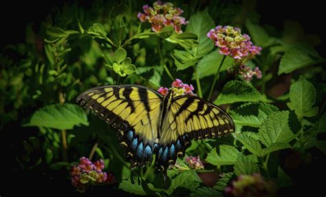 Yellow Swallowtail Photograph By Ola Allen Fine Art America