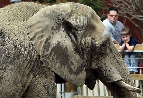 Cleveland Metroparks Zoo Unveils Its New Elephant Exhibit On Thursday