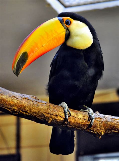 Toco Toucan Ramphastos Toco Toco Toucan Beautiful Birds