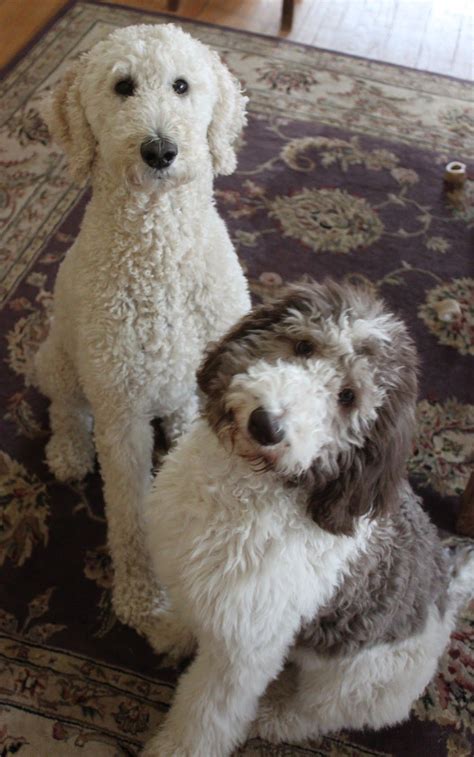 Maybe you would like to learn more about one of these? Oreo: A year in the life of a Parti poodle | Poodle puppy ...