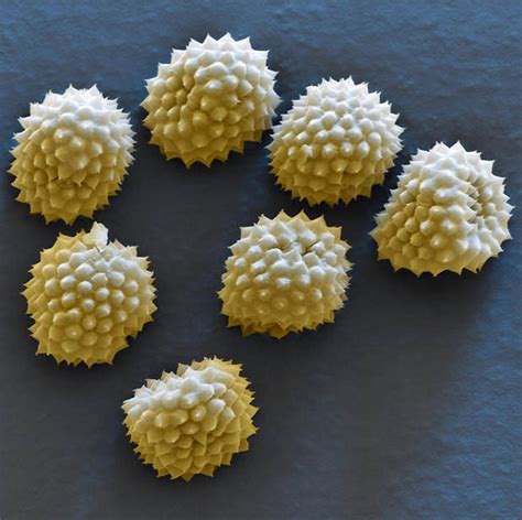 Pollen Grains Under Microscope Amusing Planet