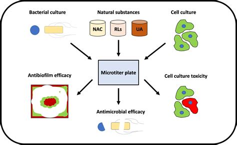 Ijms Free Full Text Evaluation Of The Antimicrobial Efficacy Of N