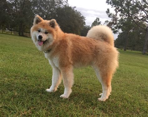 Advice from breed experts to make a safe choice. Akita Inu Puppies For Sale | Ocala, FL #272663 | Petzlover