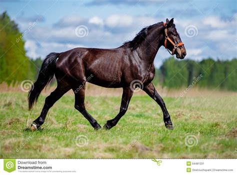 Beautiful Horse Running On A Field Stock Photo Image