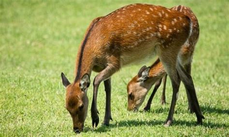 Sika Deer