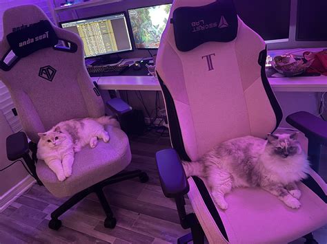 My gamer girls : r/ragdolls