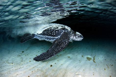 Bio227fall201501 The Leatherback Sea Turtle