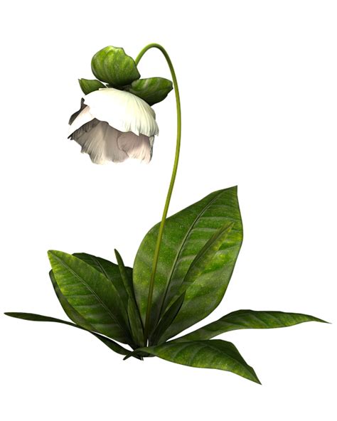 Free Image On Pixabay Flower White Nature White Flower Most