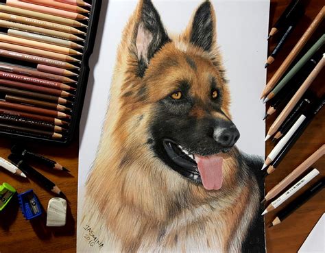 Kindergarten children doodle pencil and crayon color drawing of. Colored Pencil Drawing of German Shepherd Dog by ...