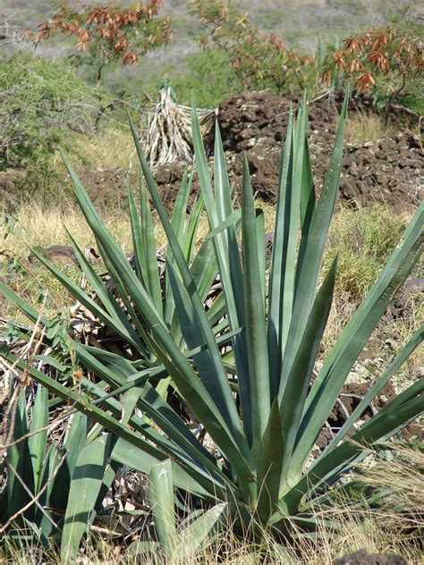 Sisal Agave Plant Fibers And Uses Britannica