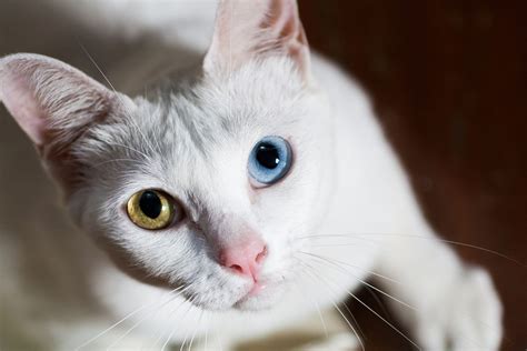 Khao Manee Cat Breed Profile Characteristics And Care