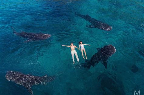 Whale Shark Snorkeling Sumilon Sandbar Cebu Tours