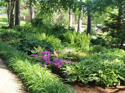 Build easy cucumber trellis, bean teepee, beautiful vine pergola, plant screen acanthus mollis, acanthus / bears breech zone 6, 3' h&w: Is Your Gainesville Lawn Struggling in the Shade? | The ...