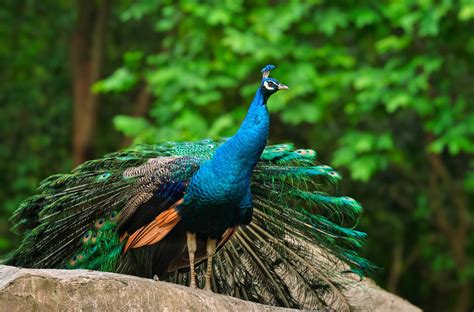 🦚 Pavo Real Características Y Curiosidades Animales Salvajes