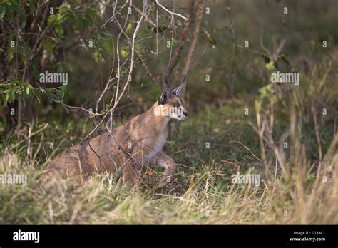 Caracal Stalking Hi Res Stock Photography And Images Alamy