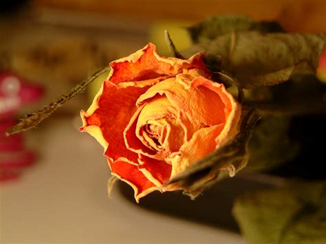 We did not find results for: What makes freeze drying flowers so special - Flower Press