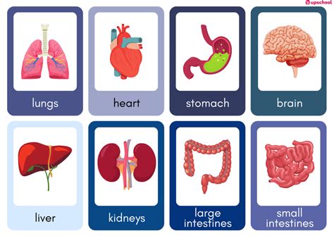 Human Organs Anatomy Flashcards Resource Centre