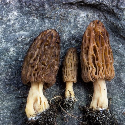 Ascomycetes.1.b Cup Fungi - Morels | Western Pennsylvania Mushroom Club