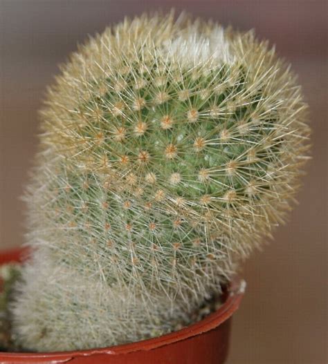 Occurring throughout north and south america, the greatest concentration of. Clic para ampliar | Cactus, Cactus planta, Suculentas