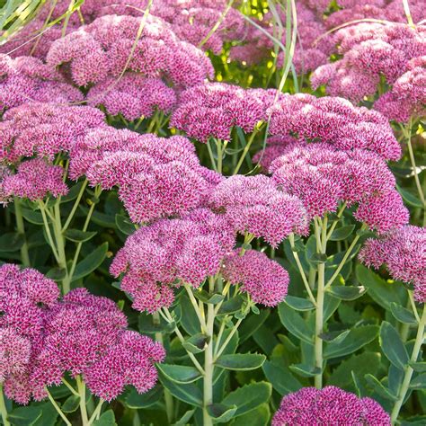 Sedum Autumn Joy White Flower Farm