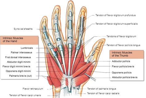 Hand Muscles Attachment Nerve Supply Action Hand Anatomy Nerve