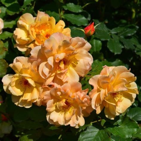 Autumn Sunset Rose 1600 Rosen Online Kaufen