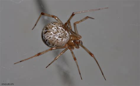 Cobweb Spiders North American Insects And Spiders