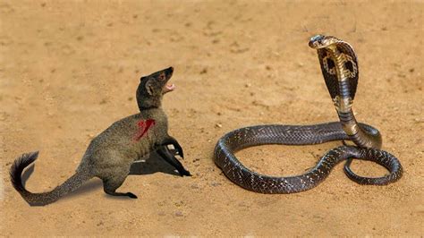 Snake Vs Nevla Vs Mongoose Real Fight Cat Vs Cobra Fight Video Best