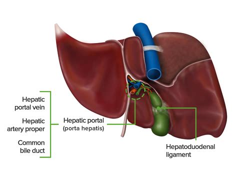Liver Anatomy Concise Medical Knowledge