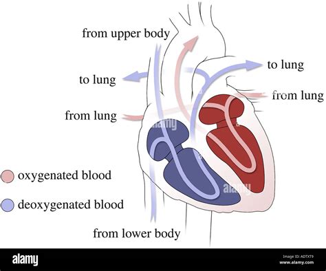 Oxygenated Deoxygenated Blood Hi Res Stock Photography And Images Alamy