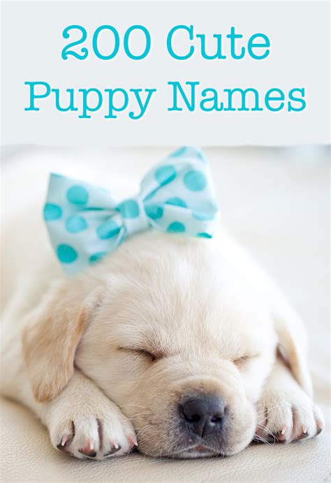 Cute Puppy Names Over 200 Adorable Ideas For Naming Your Dog