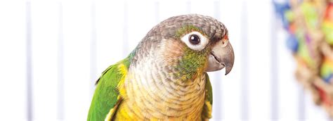 List your bird for sale, or browse hundreds of birds for sale in australia on petsplease.com.au. Pet Birds for Sale: Finches, Parakeets, Conures & More ...
